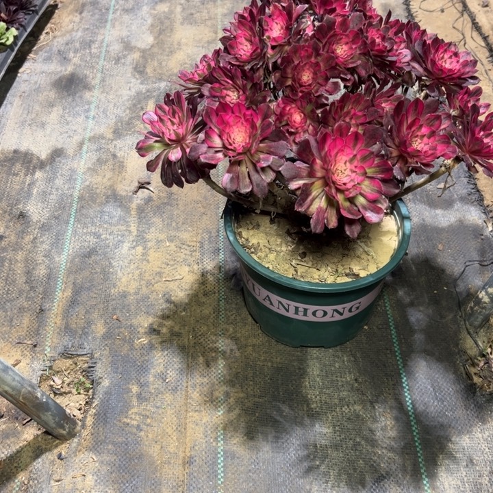 25红铜壶白多肉多肉多肉