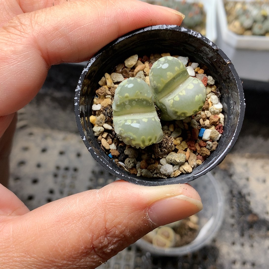 A124多肉植物保护