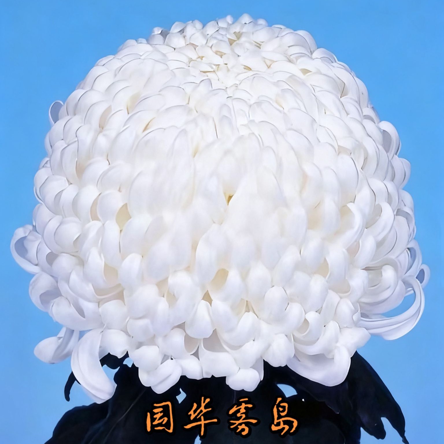 【国华雾岛】菊花九月菊阳台庭院盆栽地栽四季种植好养活