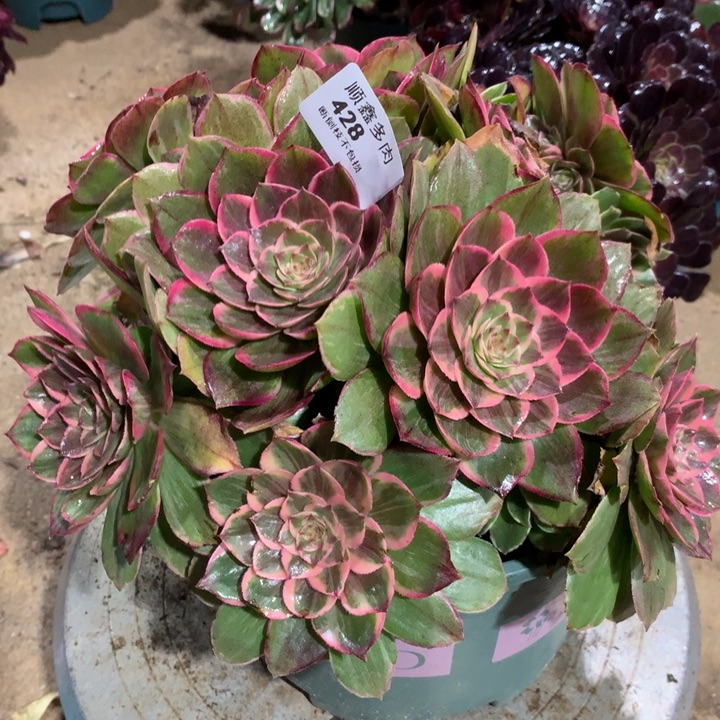 428莲花座多肉植物