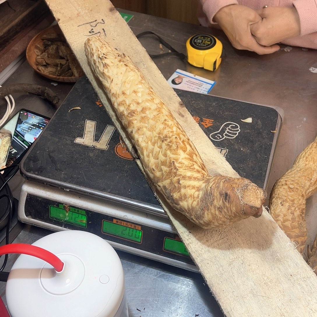 中国大陆秒杀2斤42厘米