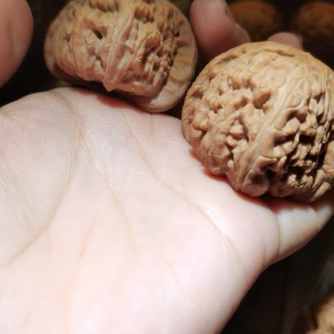 猴头核桃吊坠43.5白狮子