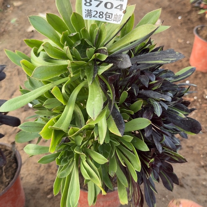 8704二号棚水墨丹青B