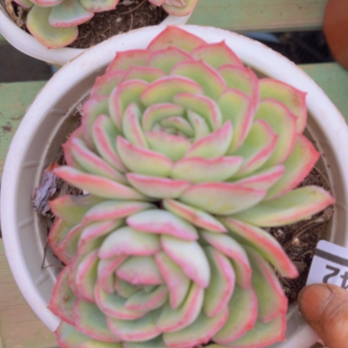 【闪购商品】晨露03242