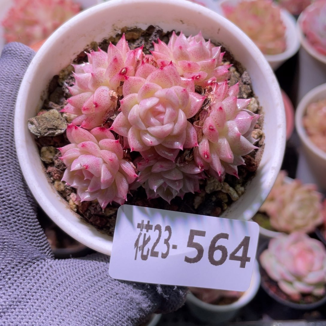 花利美23-564麦秆群