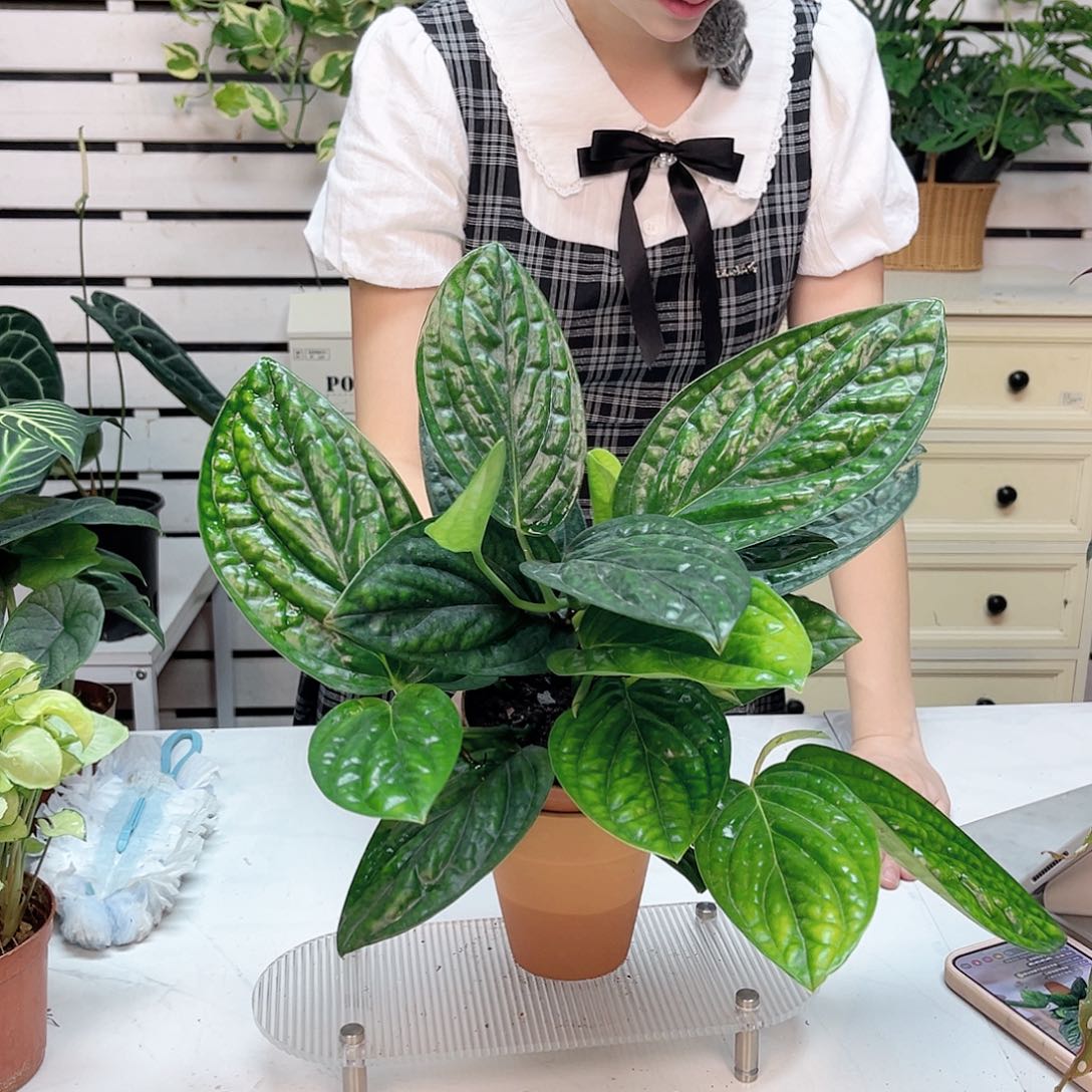 无花朵泰国绿萝量拍