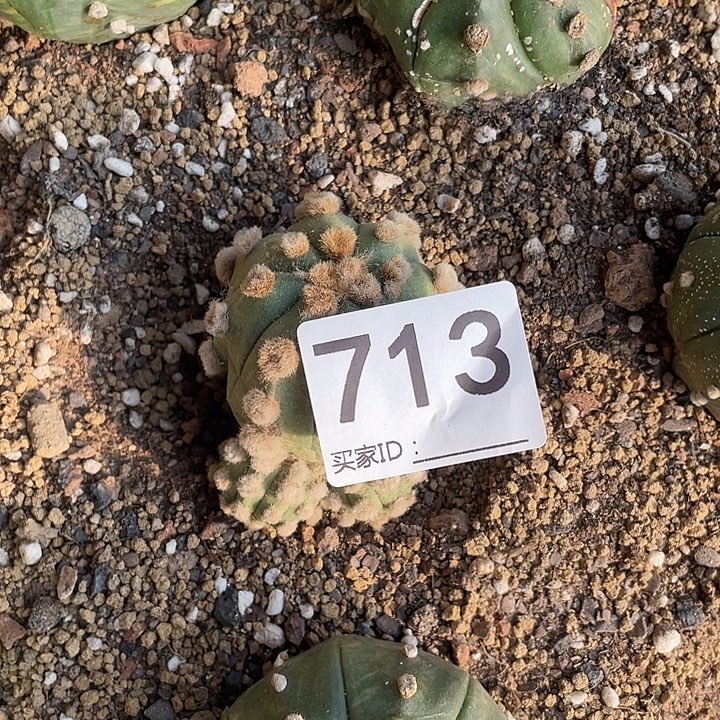 仙人球兜713号一个