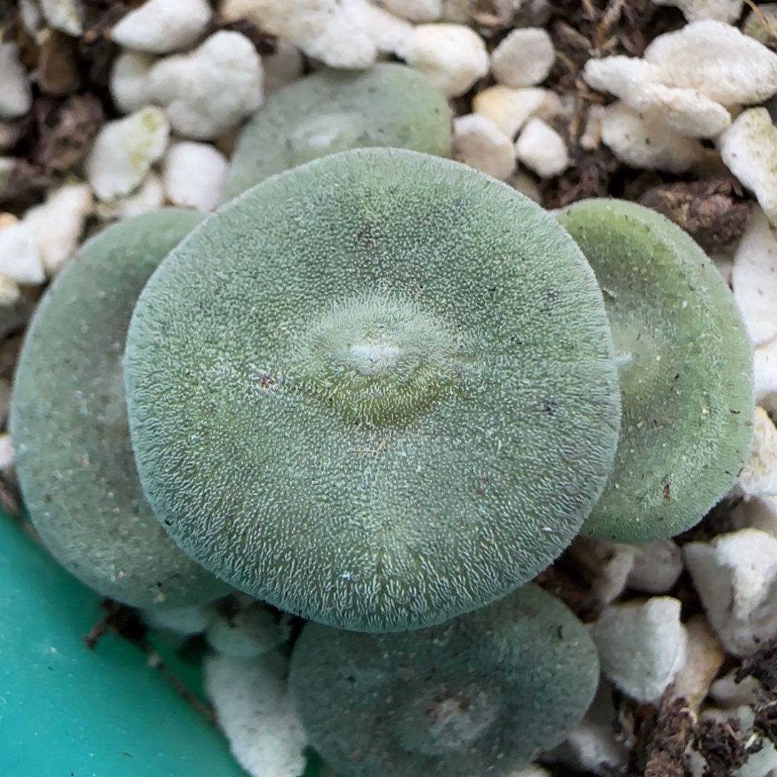 1.22 上播福利 毛饼 6007