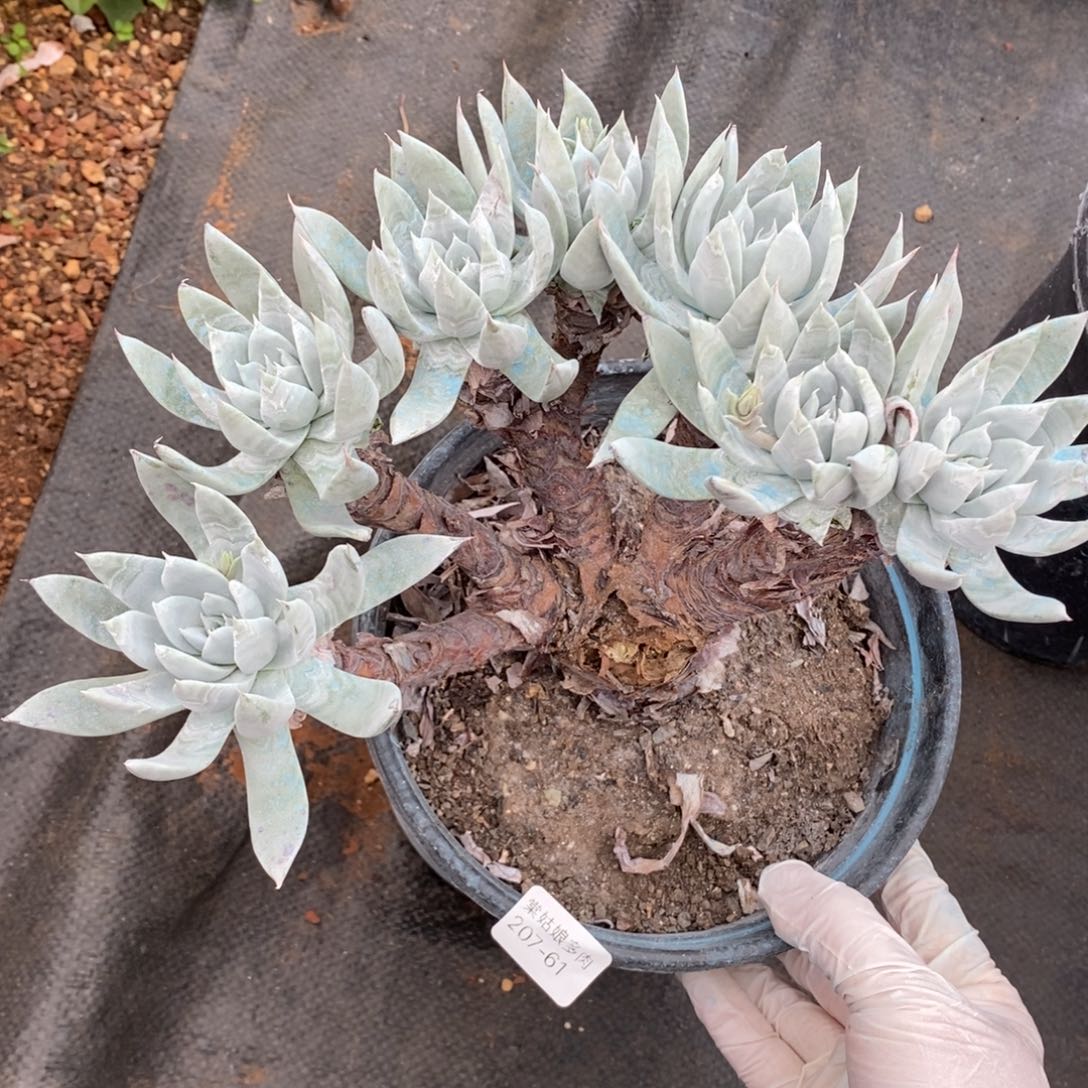 61号苹果叶瑕疵瑕疵