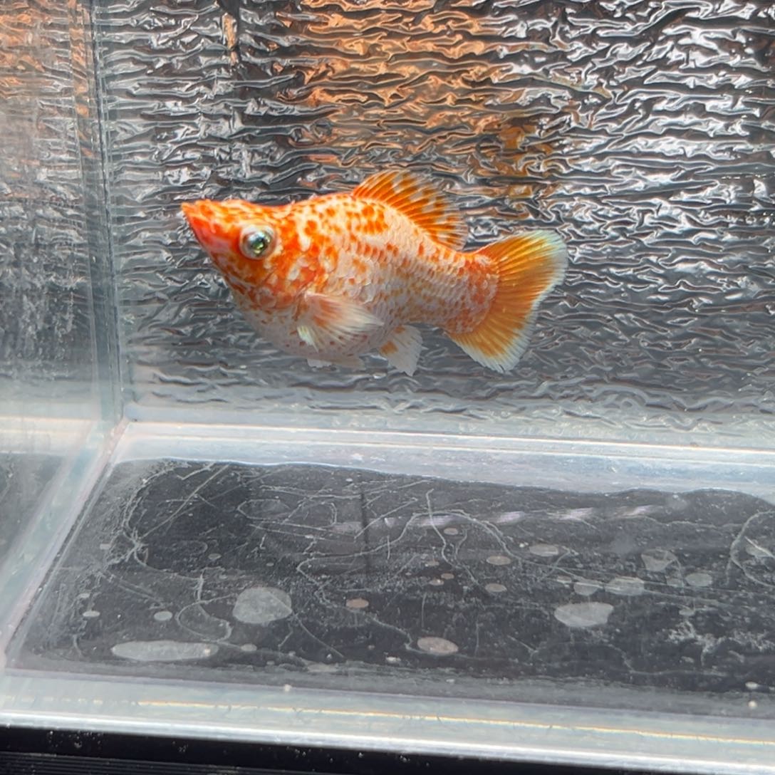 孔雀鱼玛丽鱼一条母