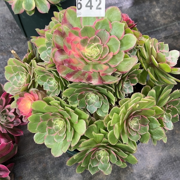642粉花妖多肉植物