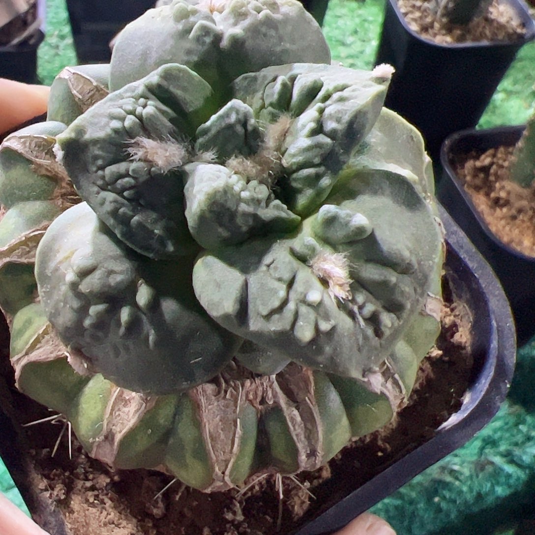 无花朵怒涛牡丹038