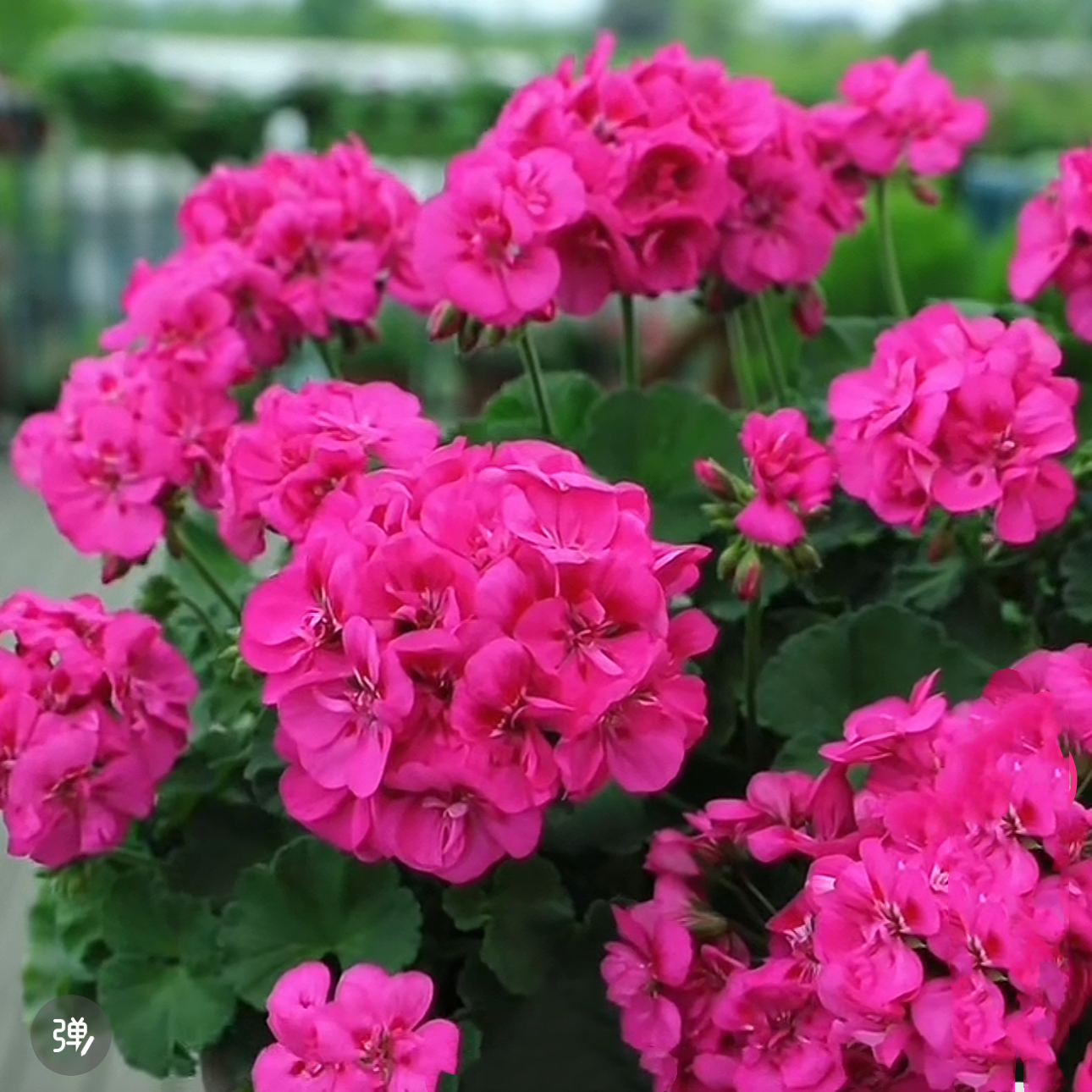 【 玫红飞溅-勤花好养】直立天竺葵 大花型 （带花苞 包对版）