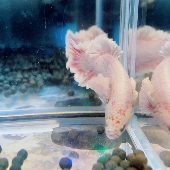 斗鱼黑324号绣球将军