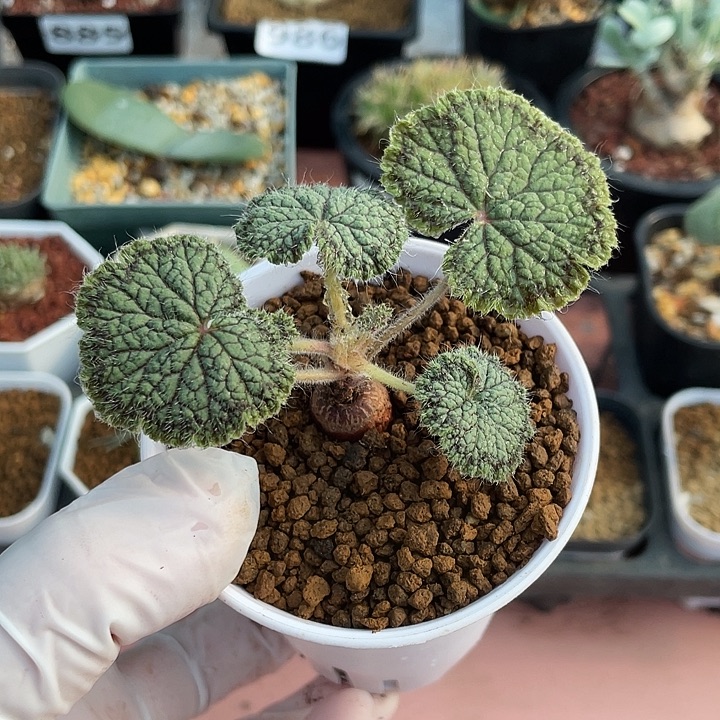 061圆叶杨葵块根，