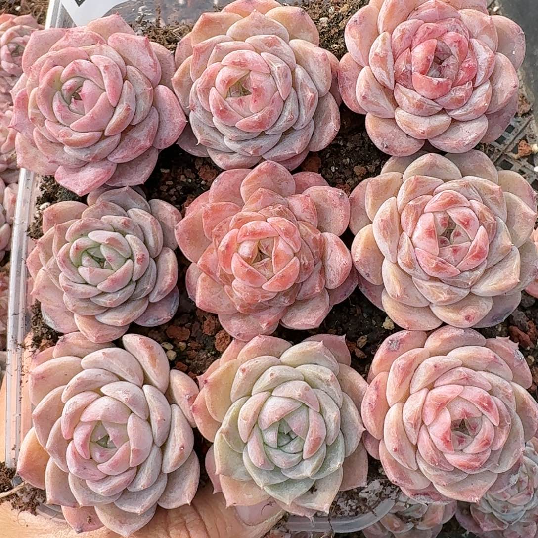 杂交新品珍妮多肉259