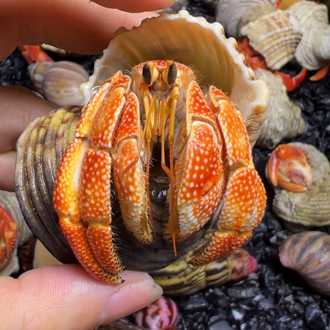 爬宠毛球寄居蟹2.7口