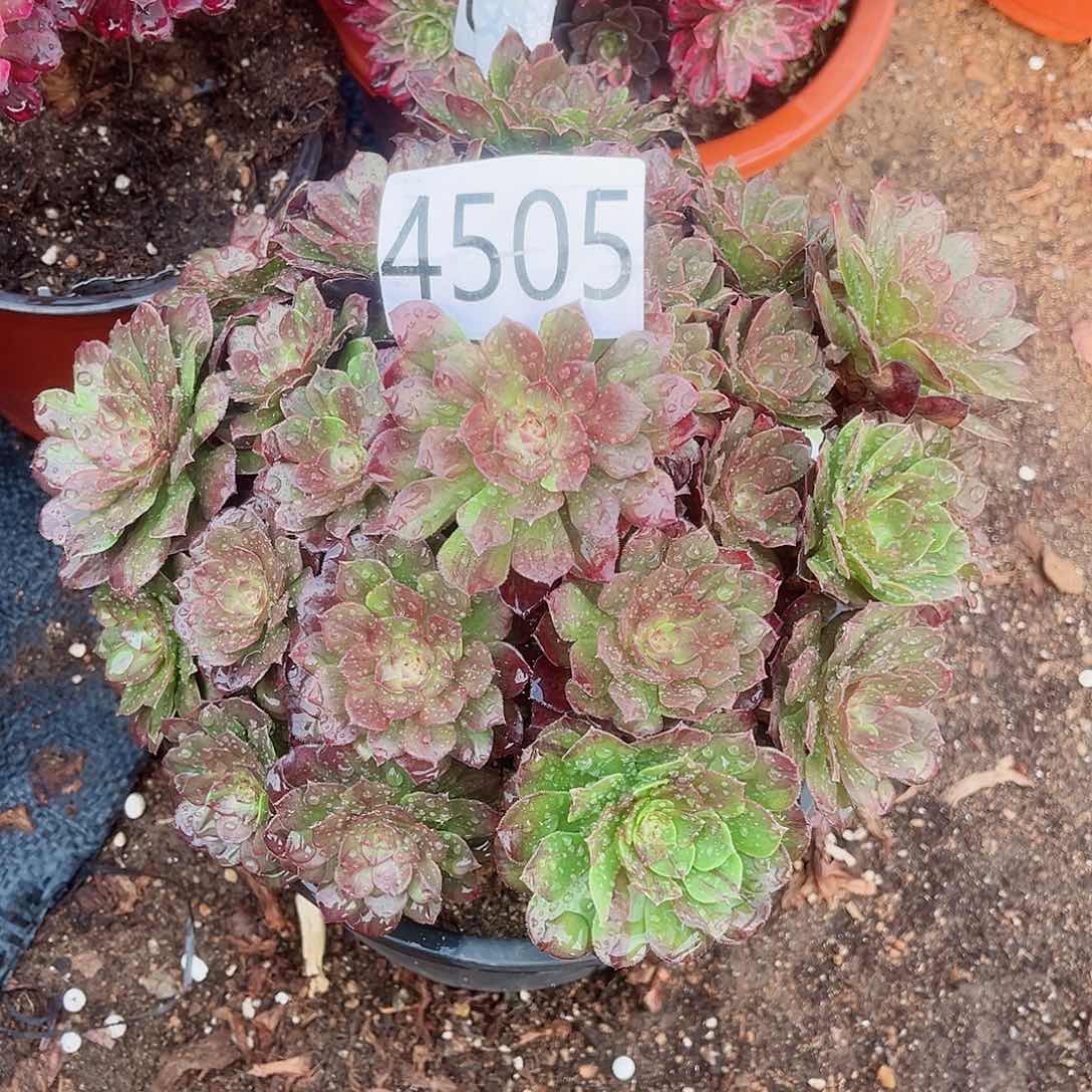 4505花月夜多肉植物微瑕疵
