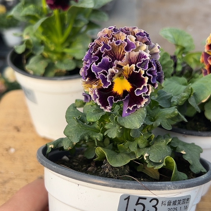 红陶抖音直播闪拍153