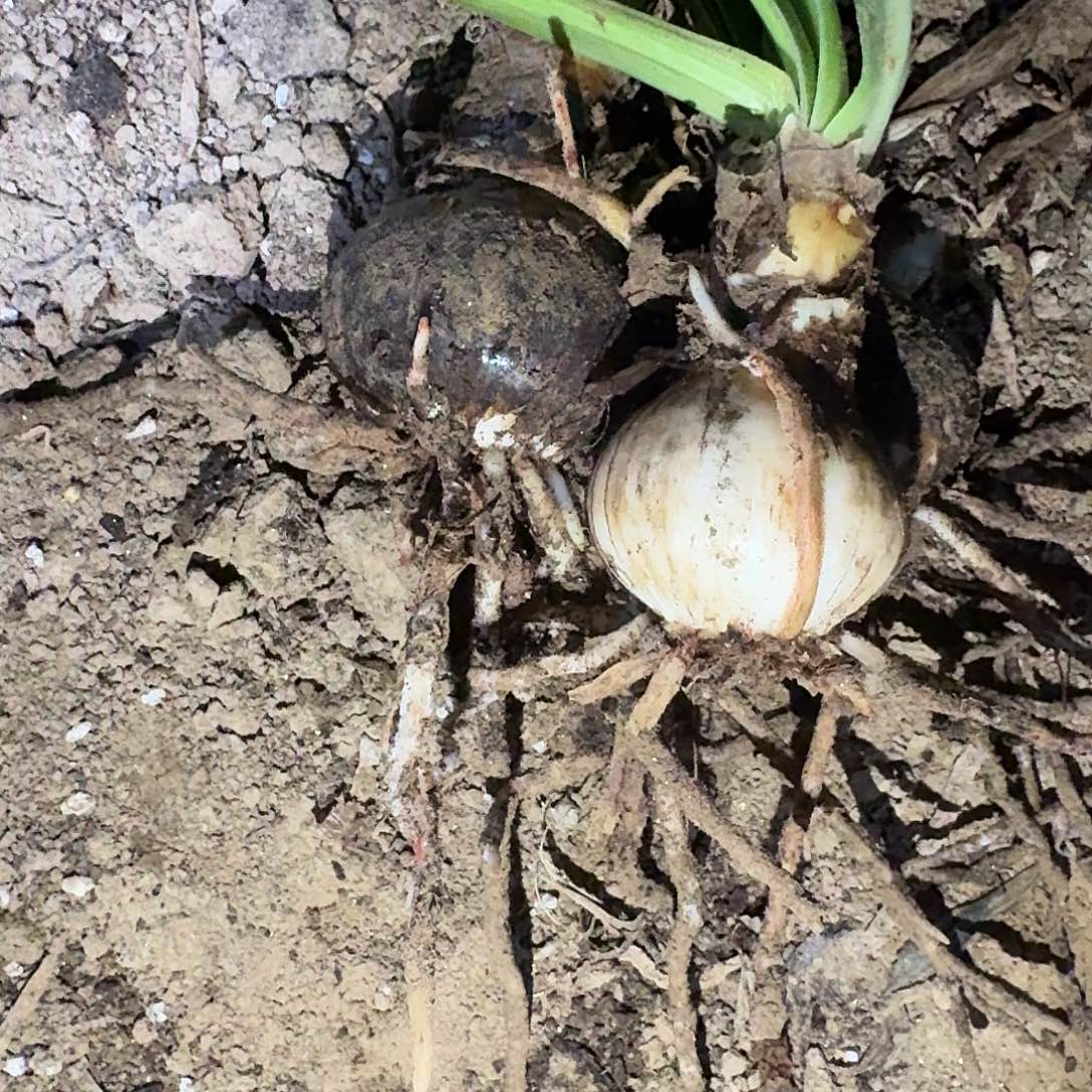 淬炼4厘米裸根剪叶三棵，根系不好