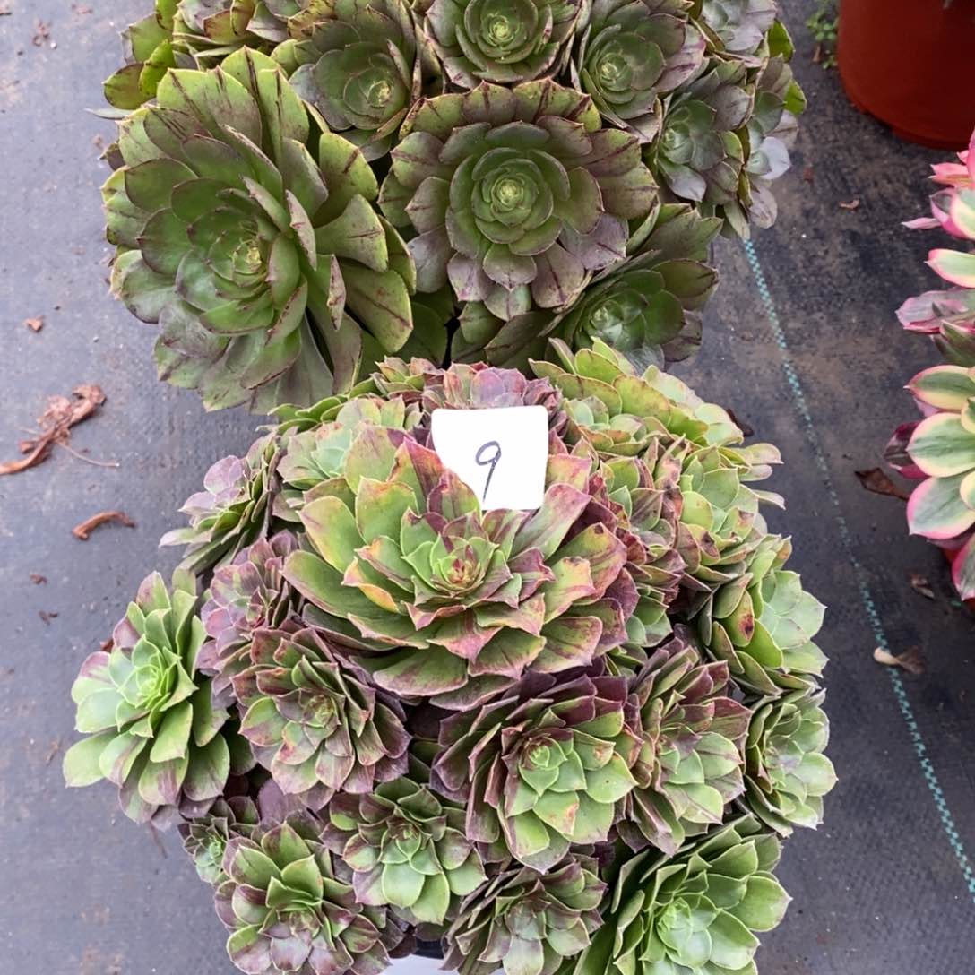 无花朵珍**分多肉植物组合拼盘9