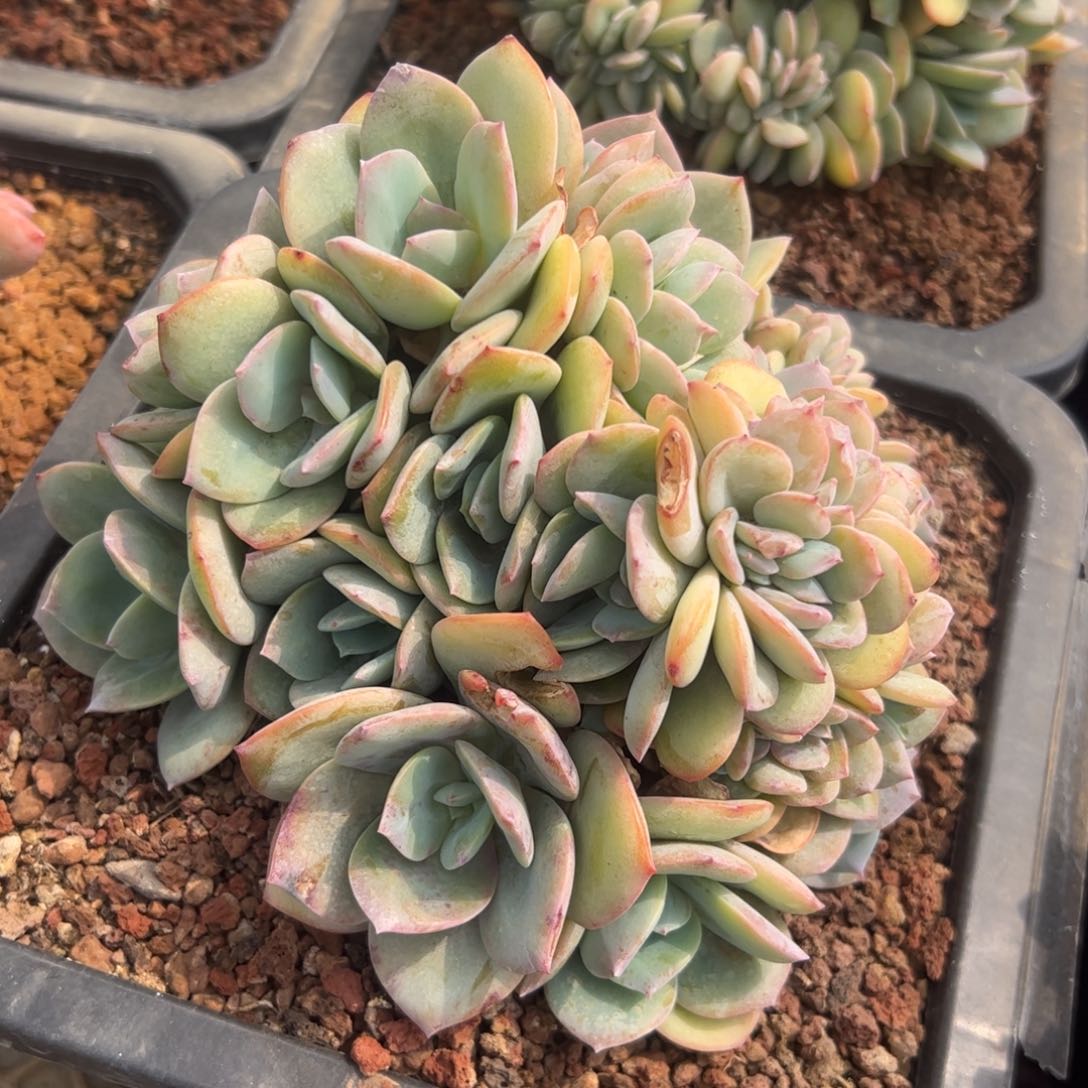 香*吖白凤缀，一物一拍