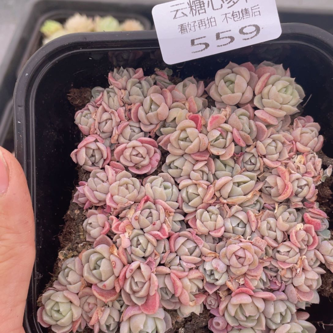 云糖心多肉植物559