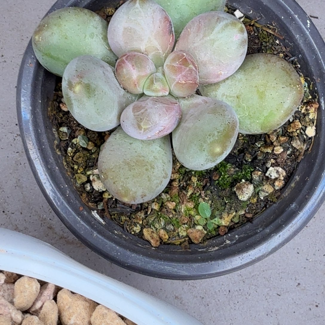 x系纹多肉植物单头