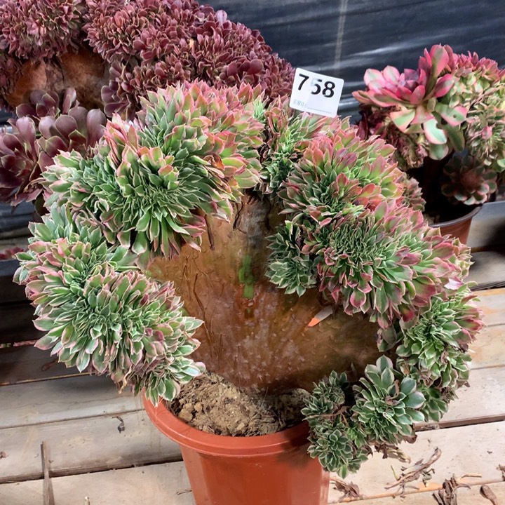 758白凤缀多肉法师