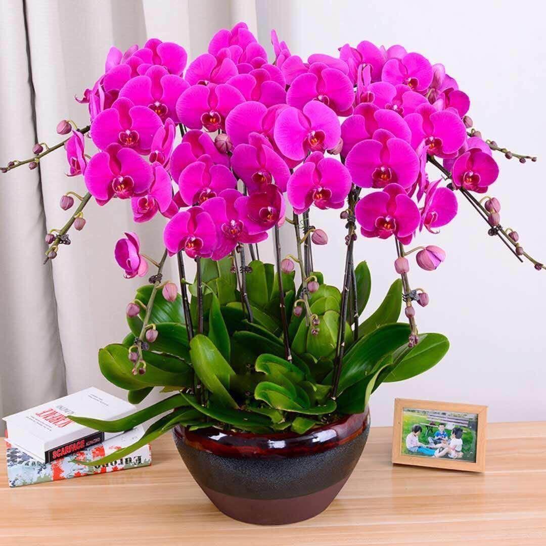 精品大花蝴蝶兰花苗室内盆栽绿植花卉植物四季开花