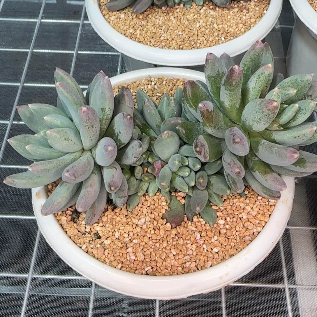 从前慢花园精选多肉星月菩提