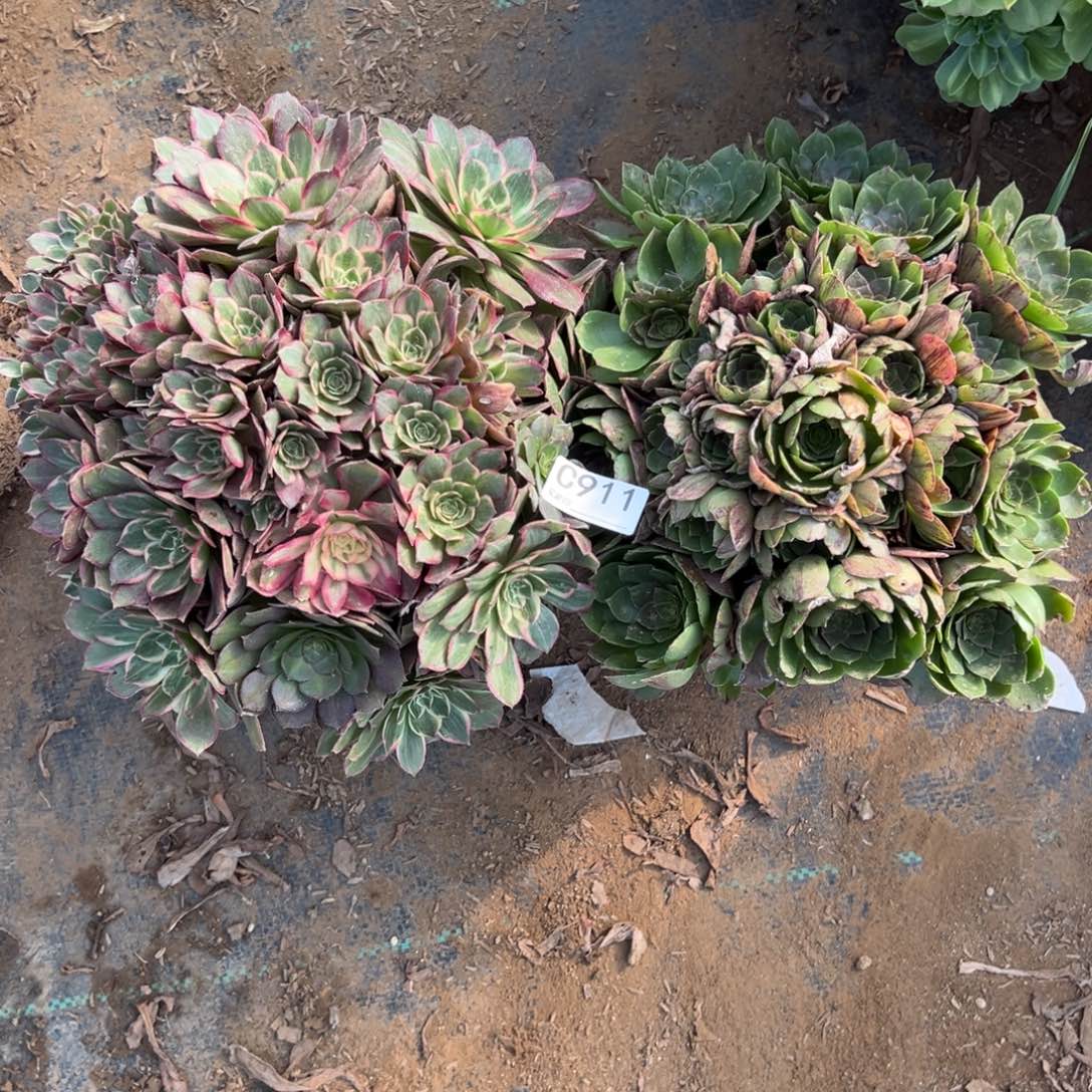 911两颗组合多肉植物法师