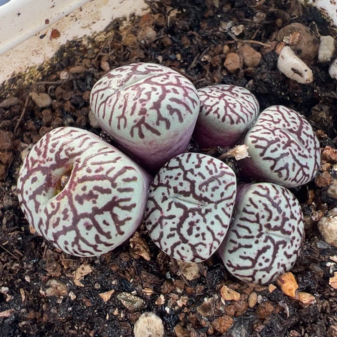 851多肉植物种类多样