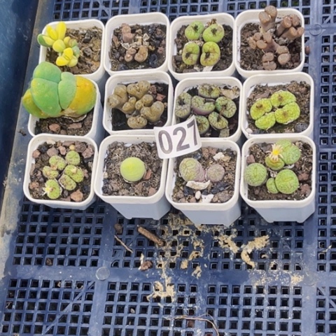 027肉缀小盆一物一图如图