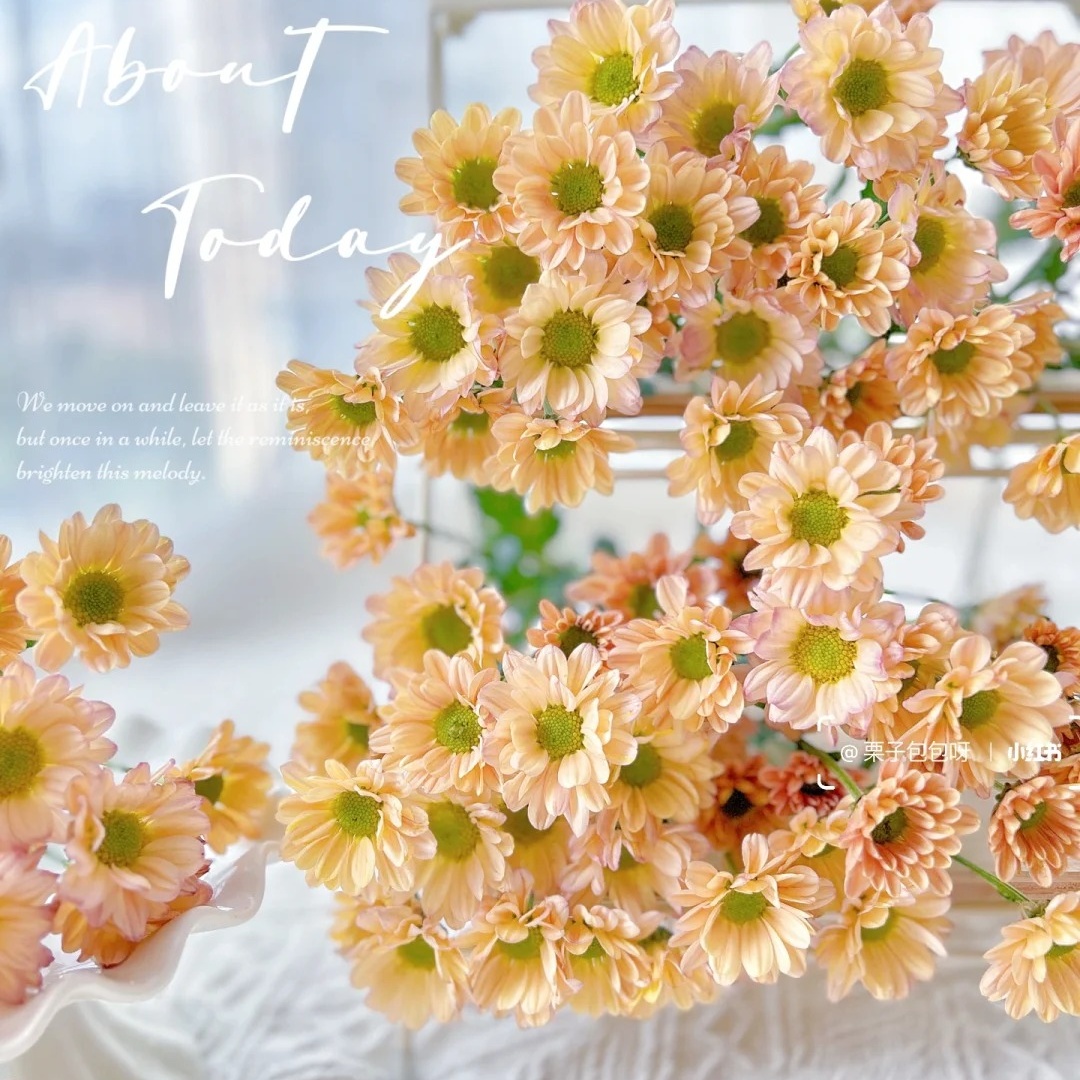 小雏菊系列家养新手鲜切花高级感批发真花家用水养瓶插室内花期久