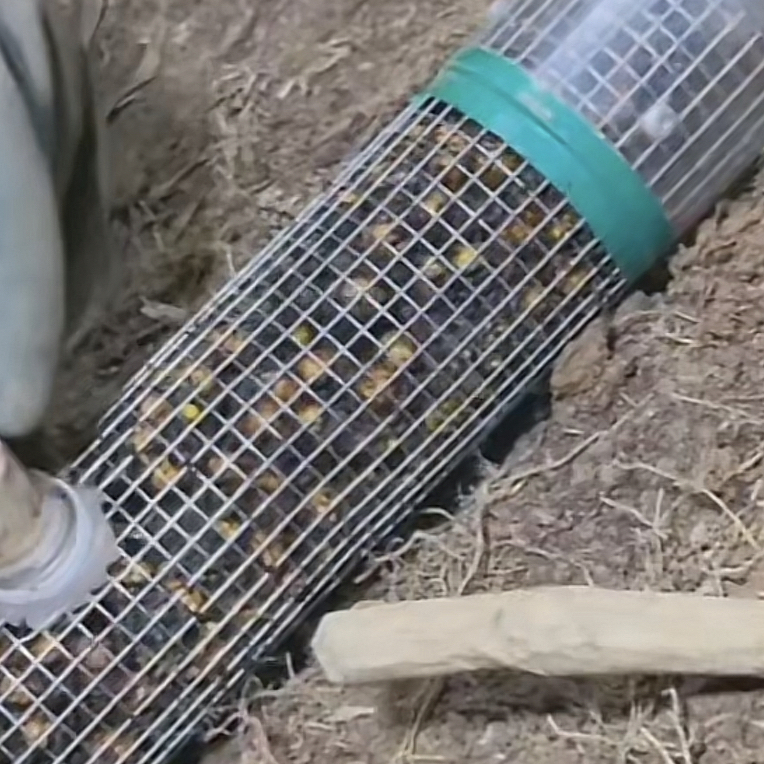 黑尾虎头蜂100只多送20只泡三斤