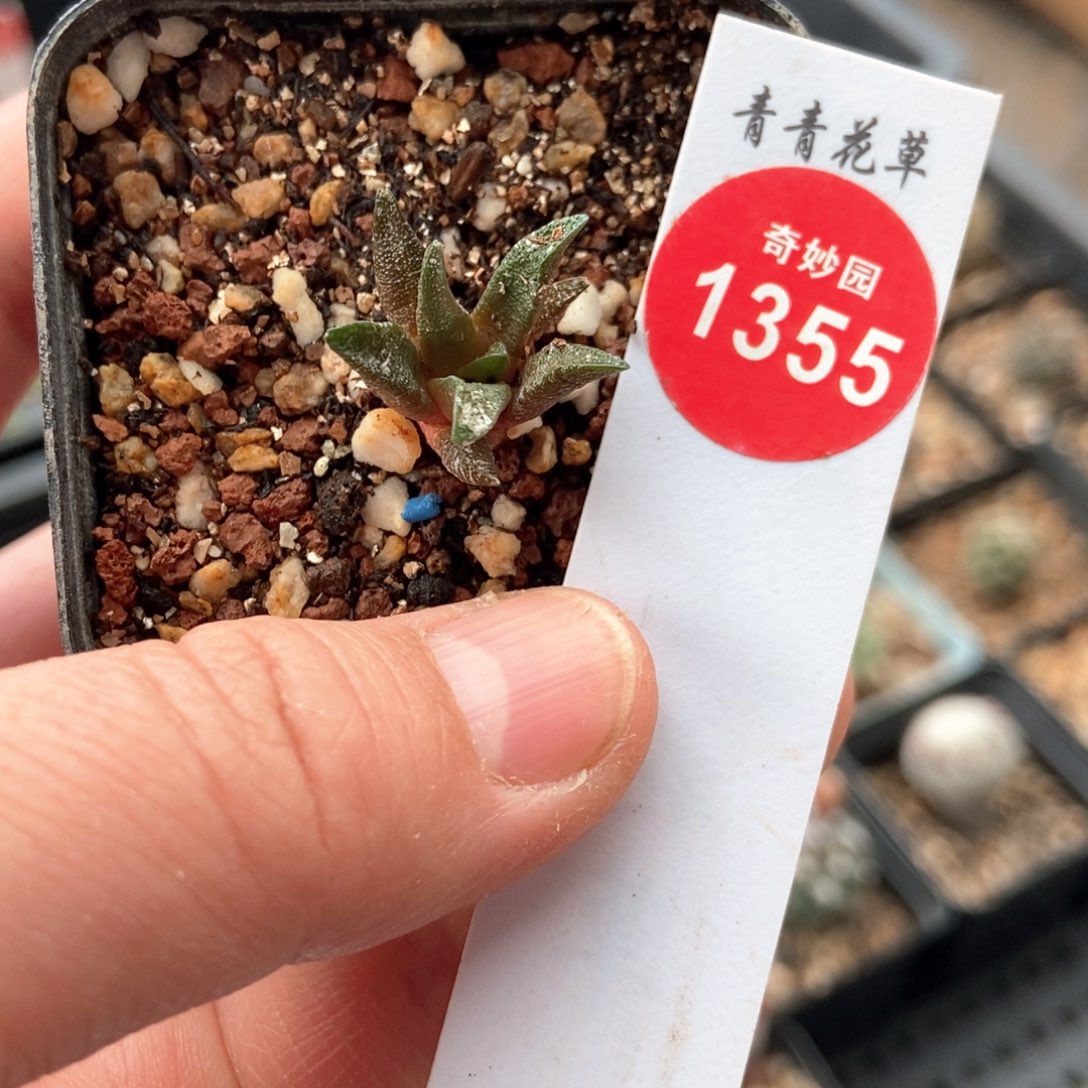 龙角牡丹一颗仙人球