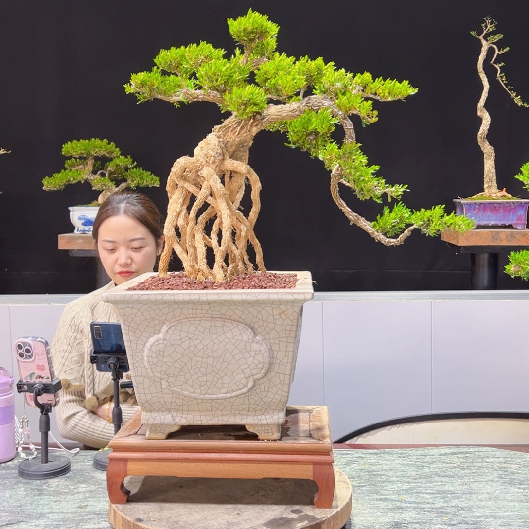 四季常青老桩黄杨盆景