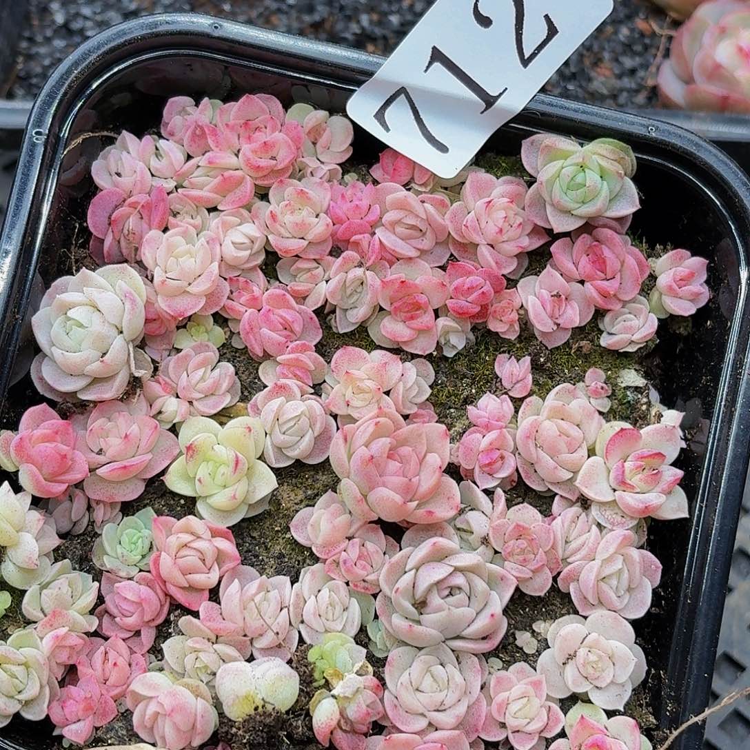 多肉植物多肉植物712