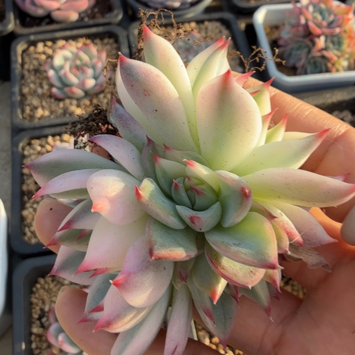 吉娃娃锦腹轮锦群生