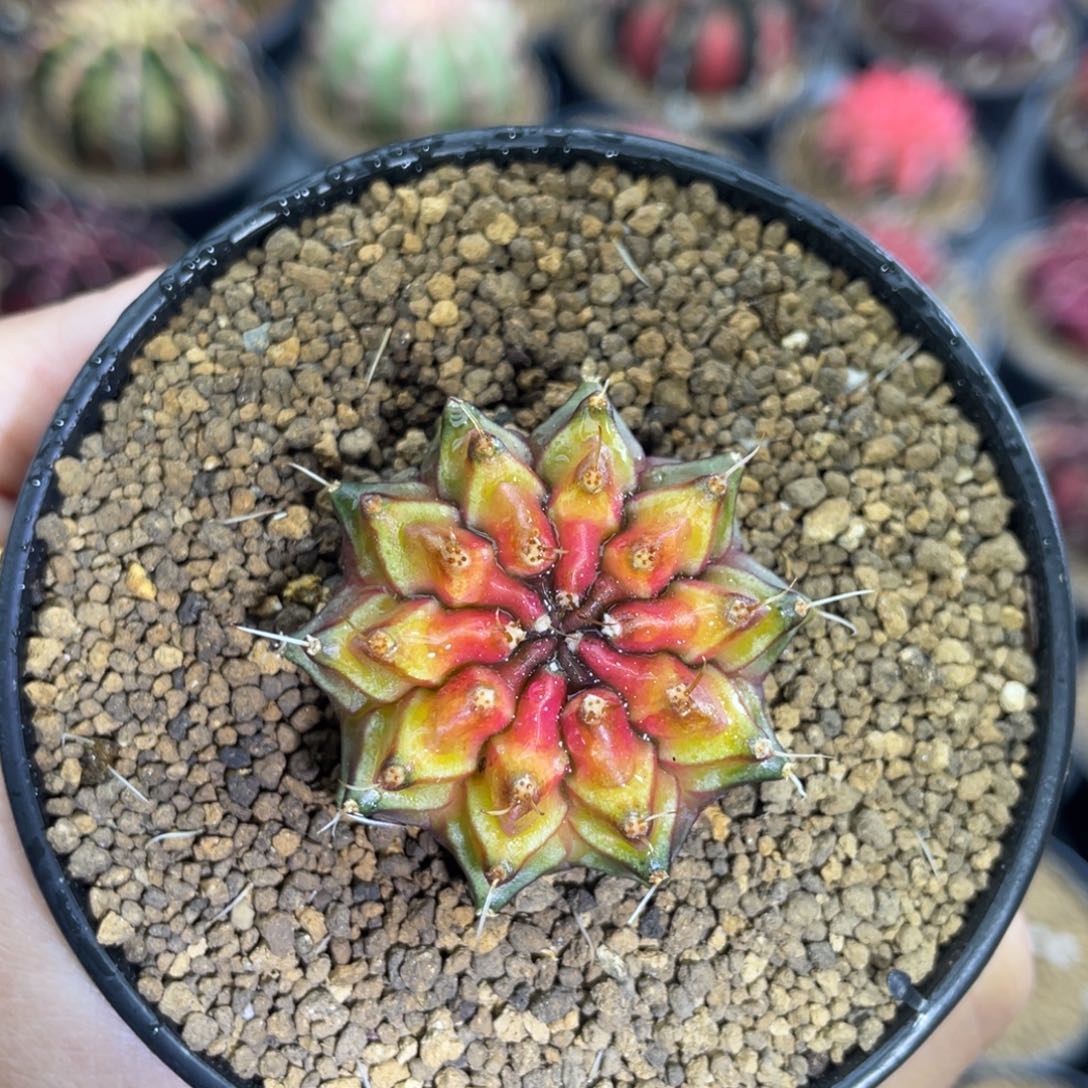 米哈星球0000000008