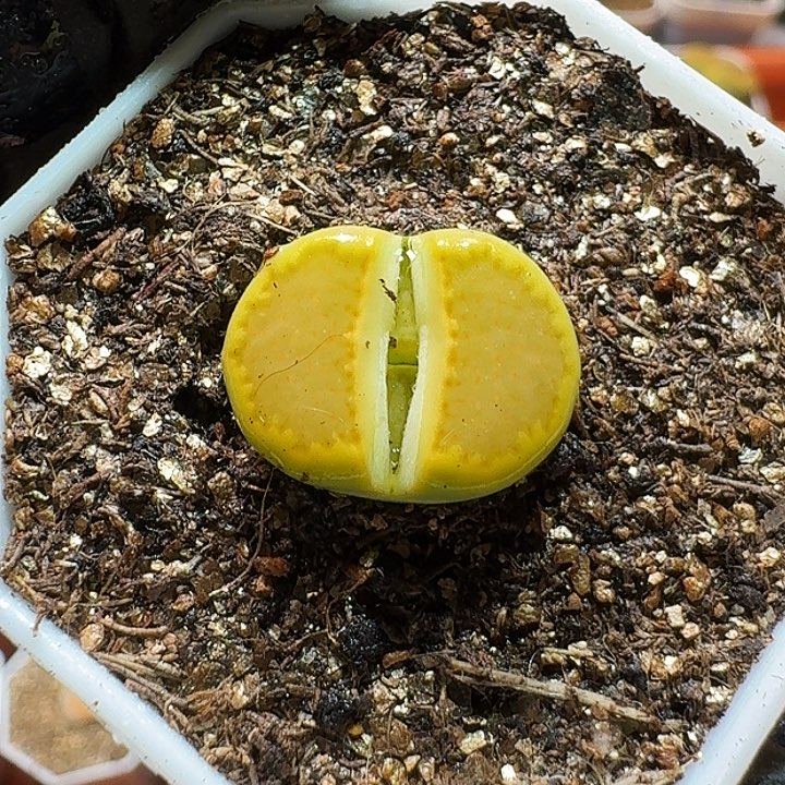 生石花22:：：/。  133