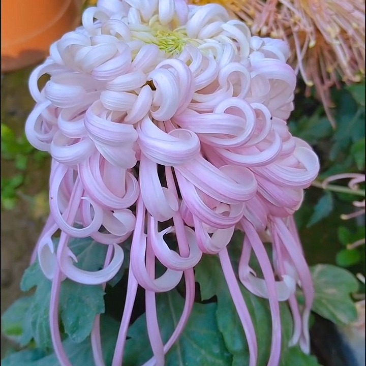 【盘龙嫦娥】成品九月大菊原盆原土耐寒耐热多年生花卉