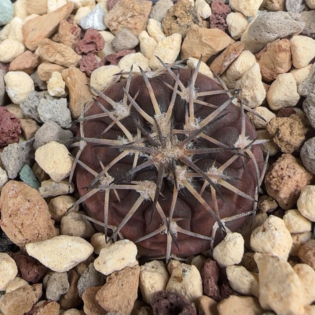 021实生紫肌伏刺天平多肉2.5