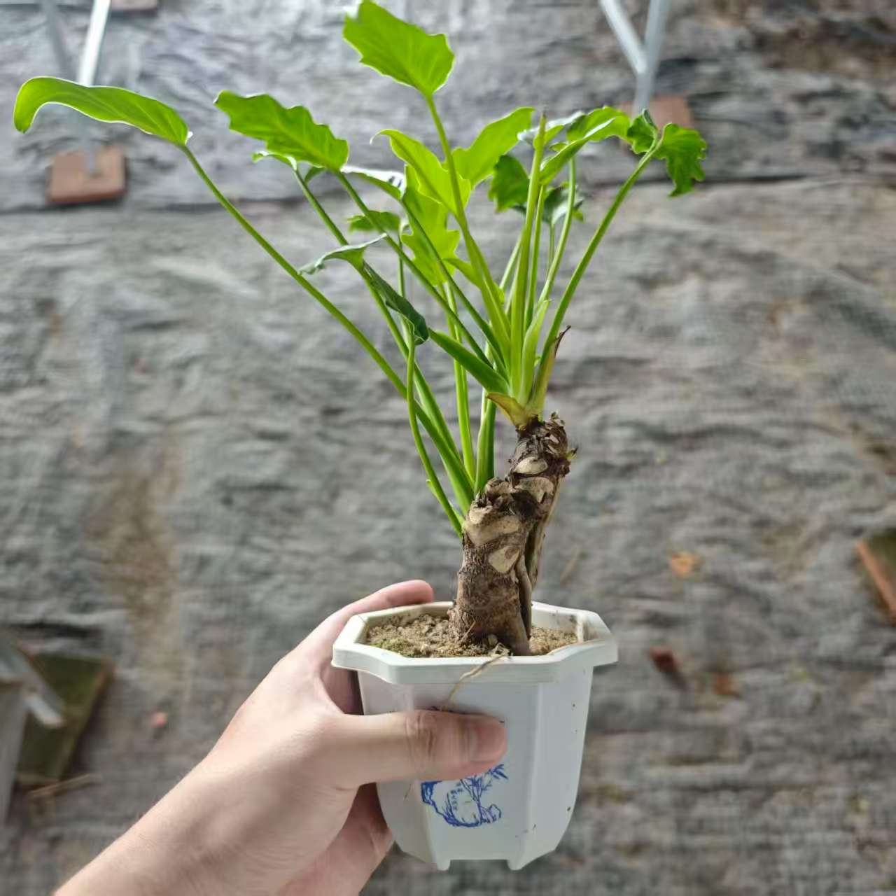 【清仓】龙鳞小天使老桩绿植盆栽室内外好养净化空气观叶植物