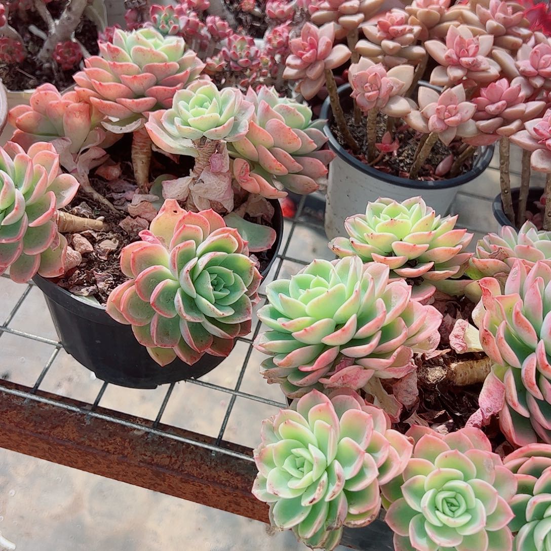 哈密瓜多头群生精品特价