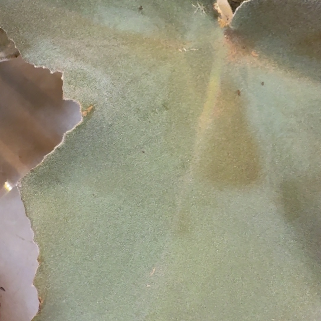 虚***词充值 安吉园艺锦锦