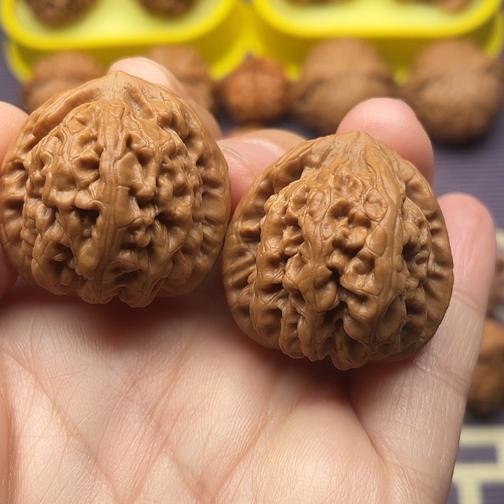 核桃红锦鲤全品32尺