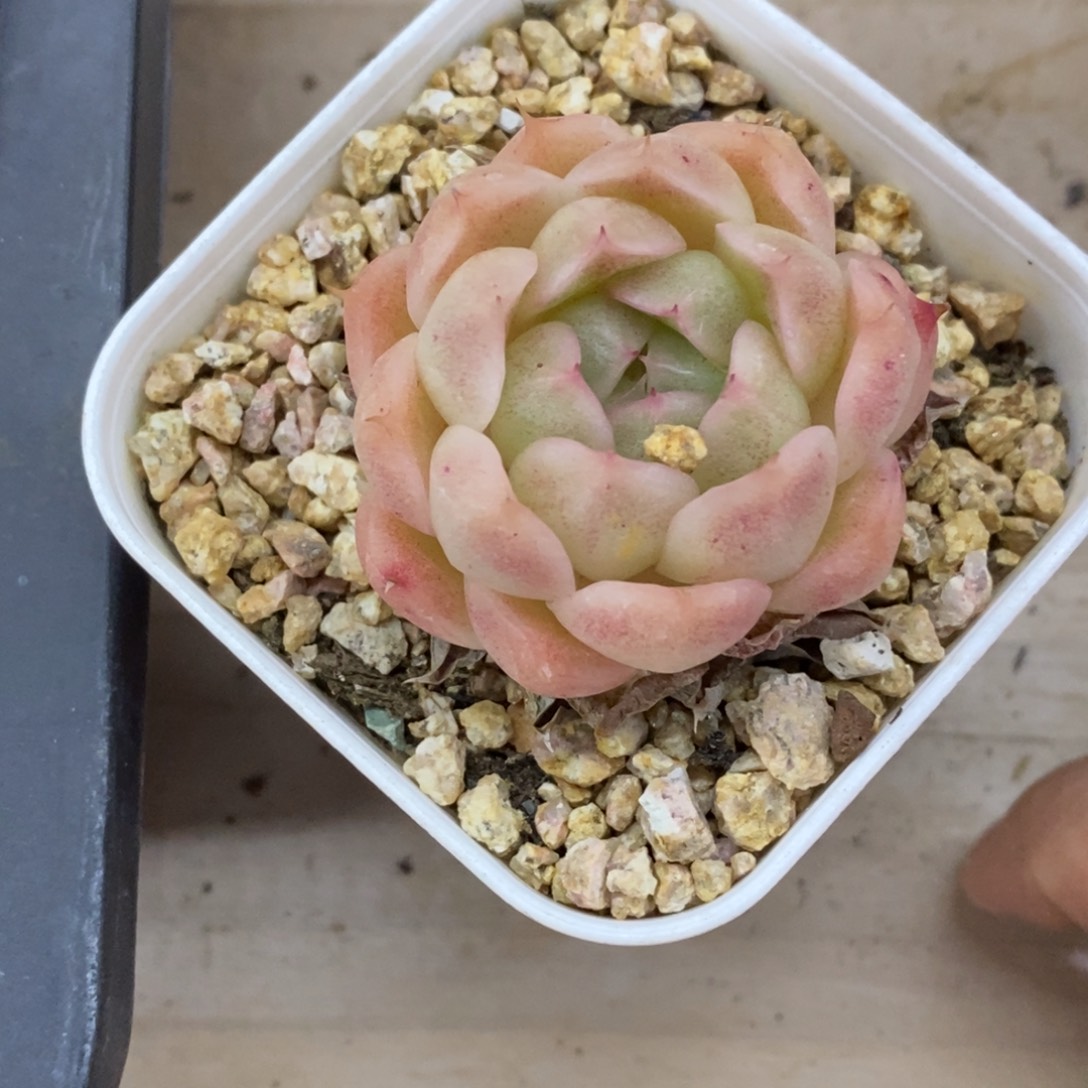 精品多肉一物一拍不包整342