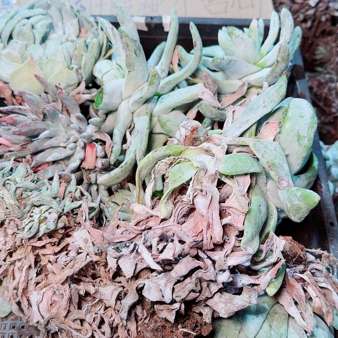 1367瑕疵框拍不售后